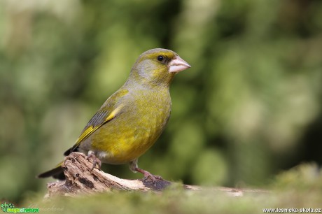 Zvonek zelený - Foto Irena Wenischová 0518