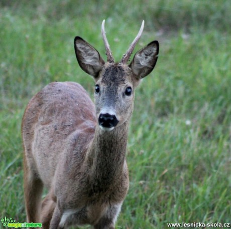 Srnec obecný - Capreolus capreolus - Foto František Novotný 0818 (2)