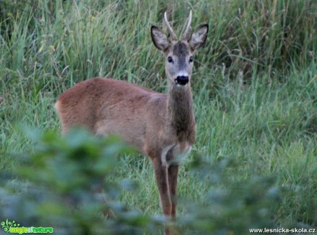 Srnec obecný - Capreolus capreolus - Foto František Novotný 0818 (3)