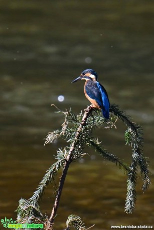 Ledňáček říční - Alcedo atthis - Foto Marie Vykydalová 0618