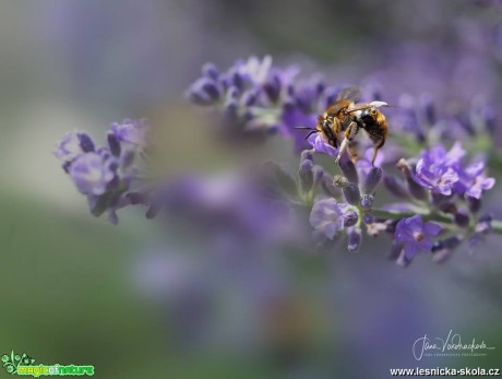 Chutný nektar - Foto Jana Vondráčková 0718