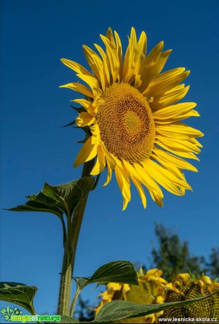 Slunečnice roční - Helianthus annuus - Foto Petr Germanič 0718 (1)