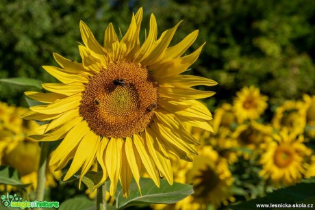 Slunečnice roční - Helianthus annuus - Foto Petr Germanič 0718 (2)