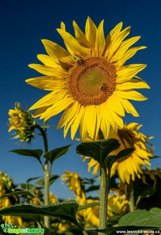 Slunečnice roční - Helianthus annuus - Foto Petr Germanič 0718 (3)