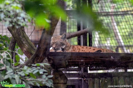 Rys - chumutovský zoopark - Foto Pavel Ulrych 0618