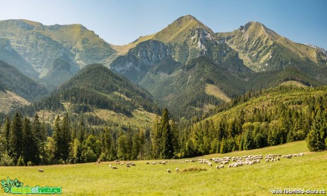 Pastva ovcí na horských stráních - Foto Jozef Pitoňák 0918