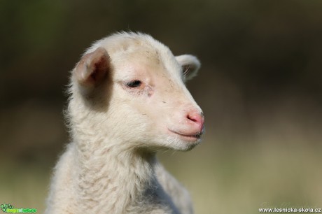 U ovcí - Foto Irena Wenischová 0818 (2)
