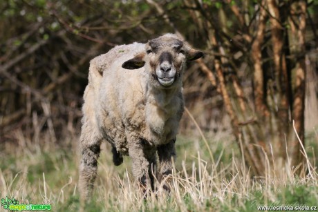 U ovcí - Foto Irena Wenischová 0818 (3)