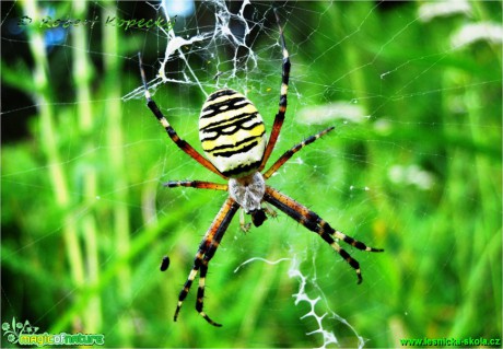 Křižák pruhovaný - Argiope bruennichi - Foto Robert Kopecký