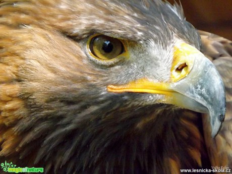 Orel skalní - Aquila chrysaetos - Foto Jiří Havel 0818 (1)