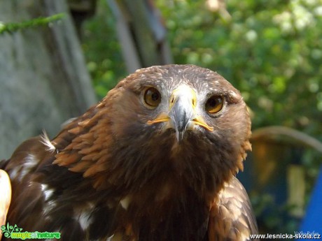 Orel skalní - Aquila chrysaetos - Foto Jiří Havel 0818 (2)