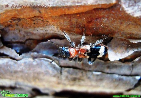 Pestrokrovečník mravenčí - Thanasimus formicarius - Foto Robert Kopecký