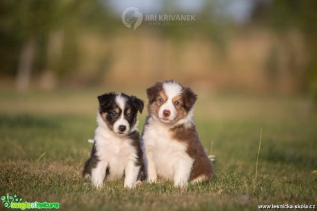 Hrátky se štěňaty - Foto Jiří Křivánek 0818 (9)