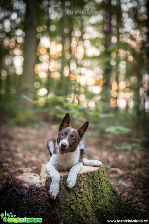 Charlie - Foto Jiří Křivánek 0818