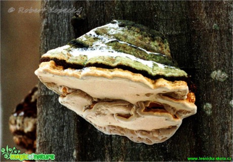 Troudnatec pásovaný - Fomitopsis pinicola - Foto Robert Kopecký