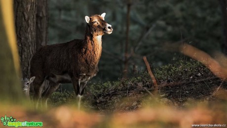 Hledej muflonče - Foto Lukáš Zahrádka 0818