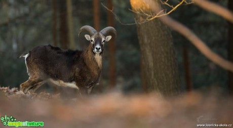 Mufloní zvěř - Foto Lukáš Zahrádka 0818 (1)