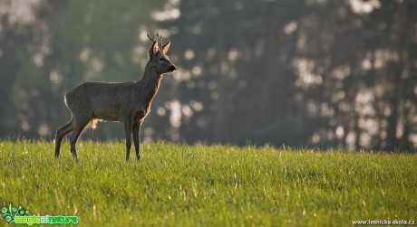 Srnčí zvěř - Foto Lukáš Zahrádka 0818 (5)