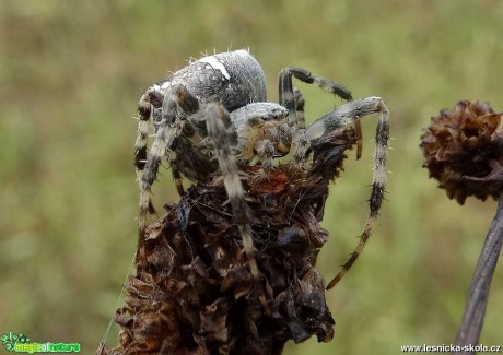 V pavoučím světě - Foto Miloslav Míšek 0918 (1)