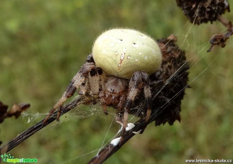 V pavoučím světě - Foto Miloslav Míšek 0918 (2)