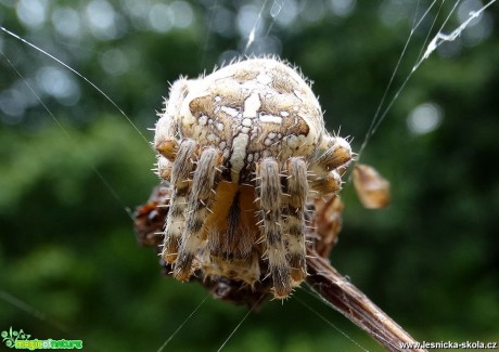 V pavoučím světě - Foto Miloslav Míšek 0918 (3)
