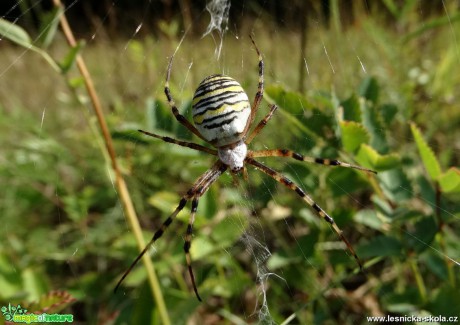 V pavoučím světě - Foto Miloslav Míšek 0918 (4)