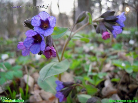 Plicník tmavý - Pulmonaria obscura - Foto Robert Kopecký