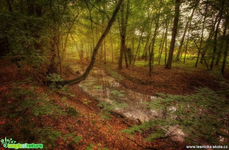 V lese - Foto Jana Vondráčková 0918