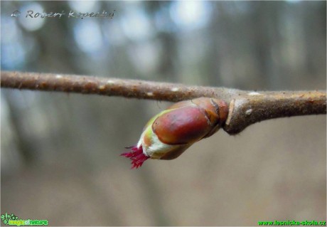 Líska obecná - samičí květ - Corylus avelana - Foto Robert Kopecký