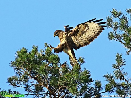 Káně lesní - Foto Pavel Balazka 0918 (1)