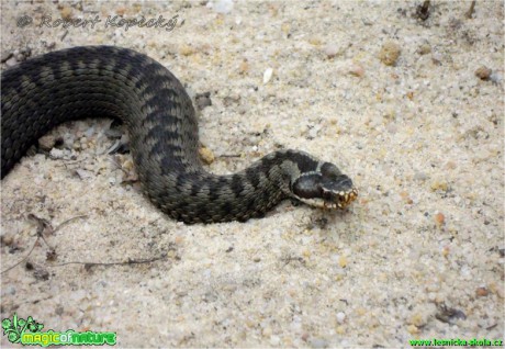 Zmije obecná - Vipera berus - Foto Robert Kopecký (1)