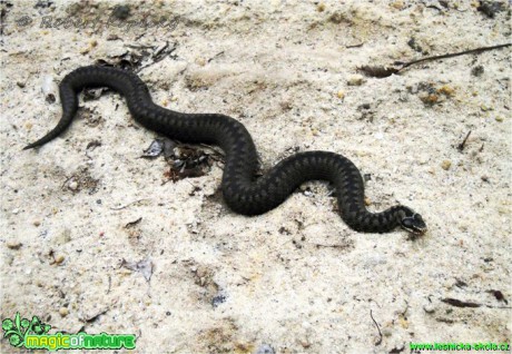 Zmije obecná - Vipera berus - Foto Robert Kopecký