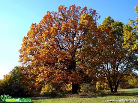 Krása podzimní koruny stromu - Foto Jiří Havel 0918