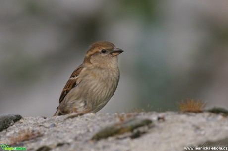 Vrabec domácí - Foto Irena Wenischová 0918