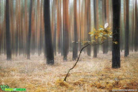 V lese - Foto Jana Vondráčková 1018