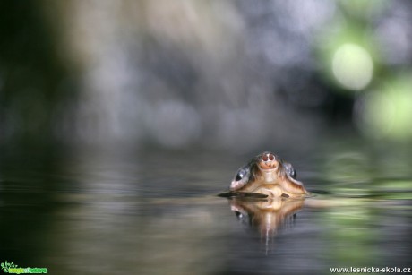 ZOO Dvůr Králové nad Labem - Klapavka běloústá - Foto Angelika Špicarová