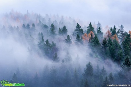Tajemný les - Foto Filip Holič