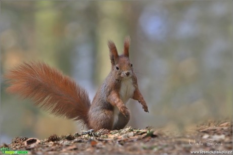 Veverka obecná - Sciurus vulgaris - Foto Monika Suržinová 1018 (12)