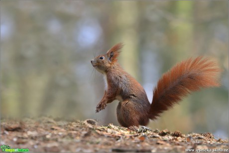 Veverka obecná - Sciurus vulgaris - Foto Monika Suržinová 1018 (11)