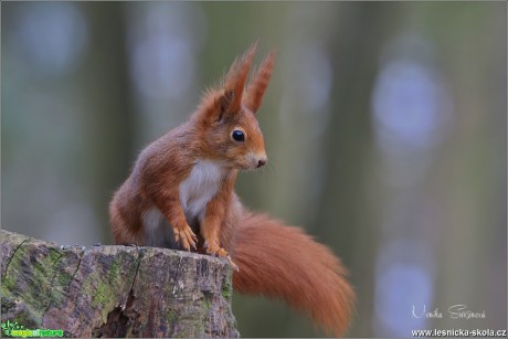 Veverka obecná - Sciurus vulgaris - Foto Monika Suržinová 1018 (10)