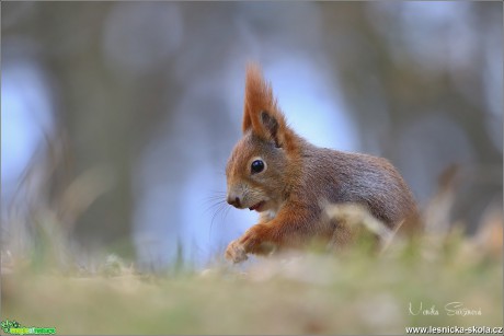 Veverka obecná - Sciurus vulgaris - Foto Monika Suržinová 1018 (7)