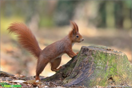 Veverka obecná - Sciurus vulgaris - Foto Monika Suržinová 1018 (6)