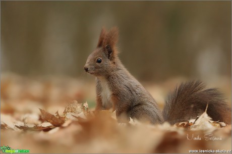 Veverka obecná - Sciurus vulgaris - Foto Monika Suržinová 1018 (4)