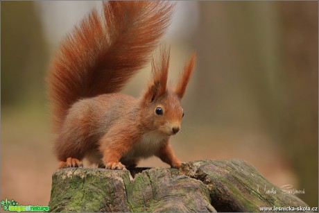 Veverka obecná - Sciurus vulgaris - Foto Monika Suržinová 1018 (3)