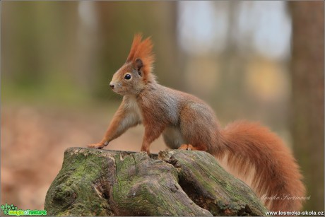 Veverka obecná - Sciurus vulgaris - Foto Monika Suržinová 1018 (2)