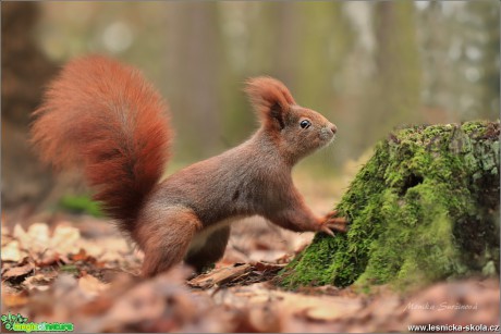 Veverka obecná - Sciurus vulgaris - Foto Monika Suržinová 1018 (1)