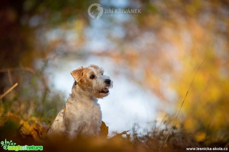 Fotografování pejsků - Foto Jiří Křivánek 1018 (4)