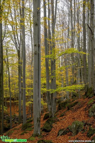 Podzimní Jizerky - Foto Petr Germanič 1118