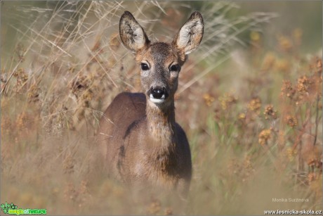 Srnec obecný - Capreolus capreolus - Foto Monika Suržinová 1118 (1)