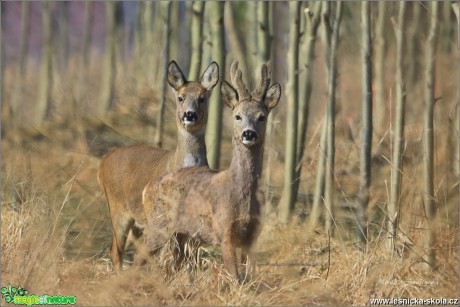 Srnec obecný - Capreolus capreolus - Foto Monika Suržinová 1118 (2)